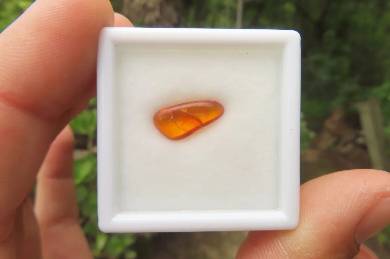 Polished Fossilized Insects In Baltic Amber Display Box - Sold Per Box - From Poland