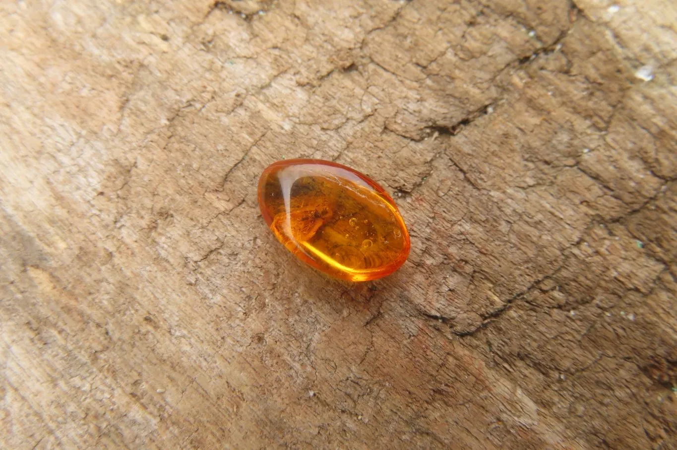 Polished Fossilized Insects In Baltic Amber Display Box - Sold Per Box - From Poland