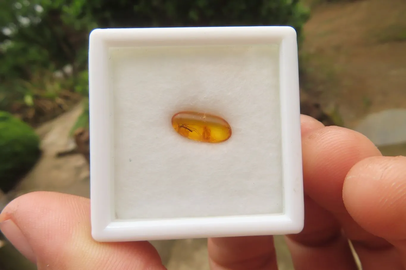 Polished Fossilized Insects In Baltic Amber Display Box - Sold Per Box - From Poland